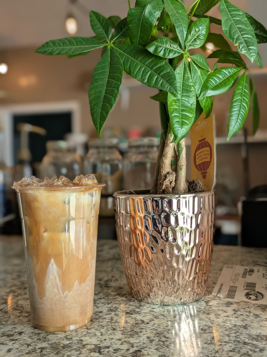 Iced coffee at First XI Coffee